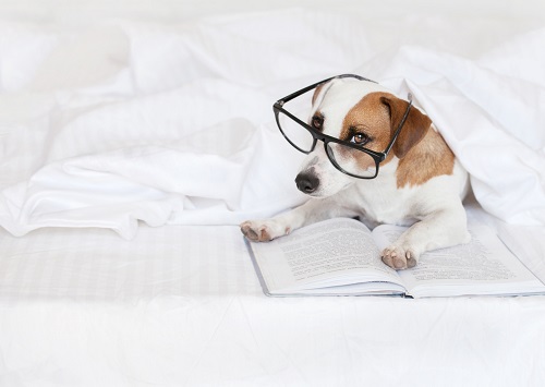 本を読む犬