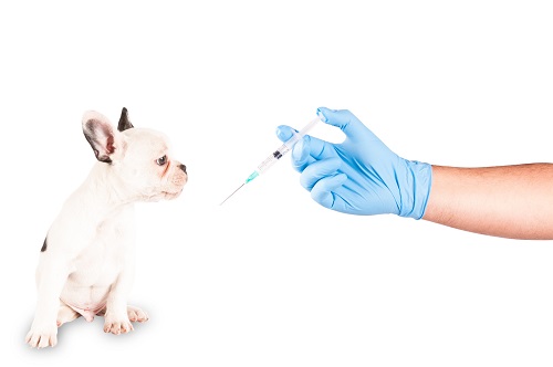 子犬にワクチンを注射する