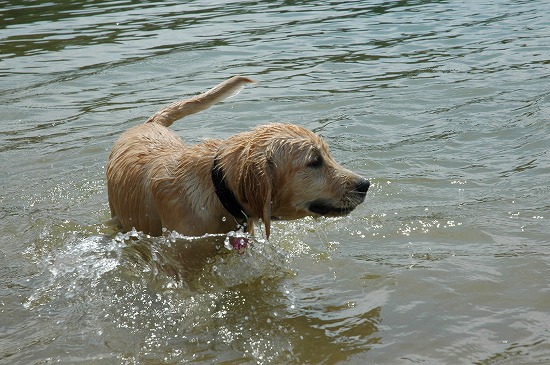 水浴びする犬