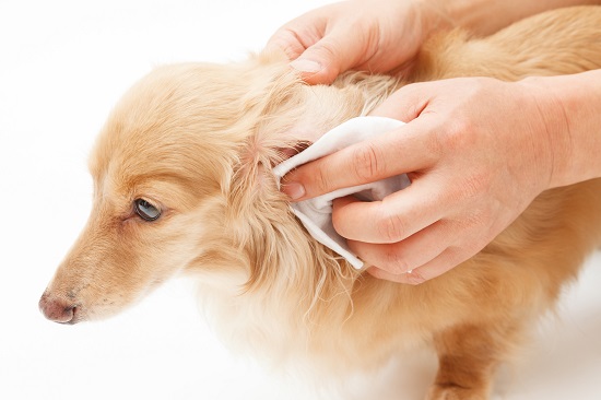 犬の耳掃除