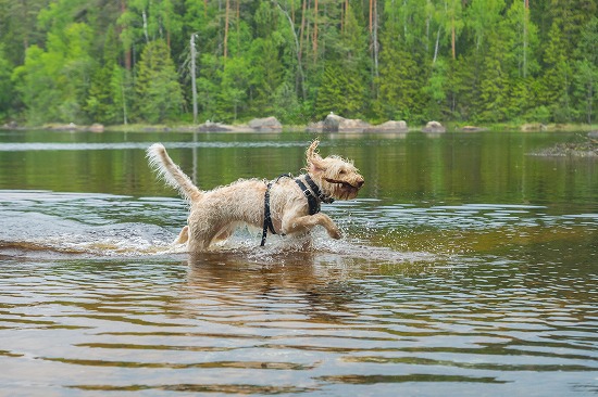 水辺を走る犬